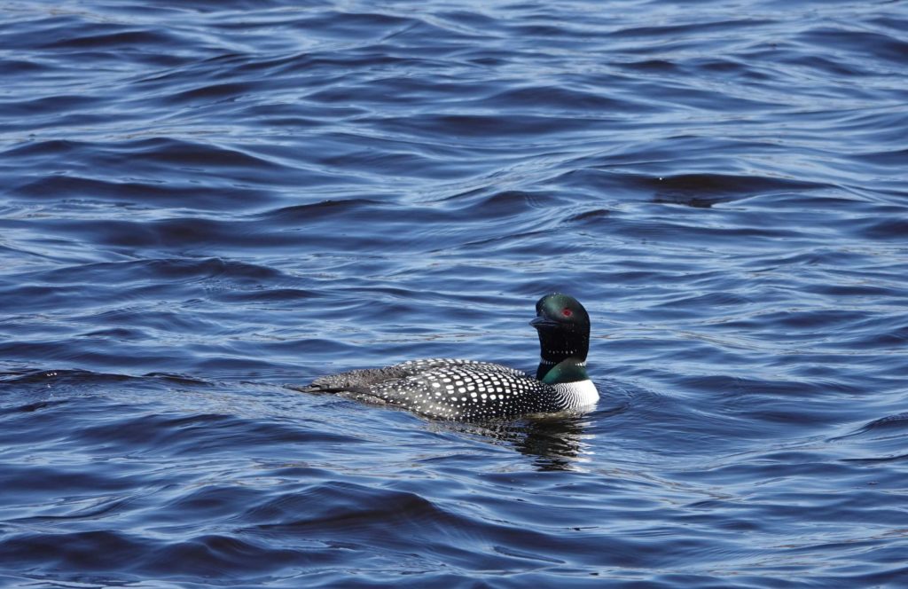 Loon in Water