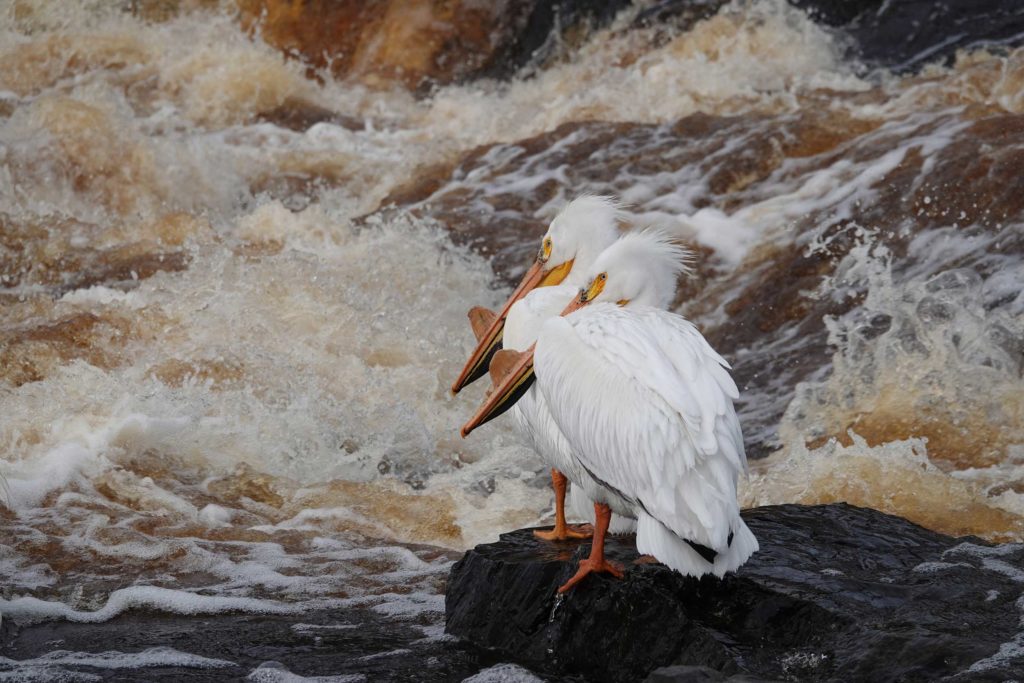 Pelicans on Rock by water